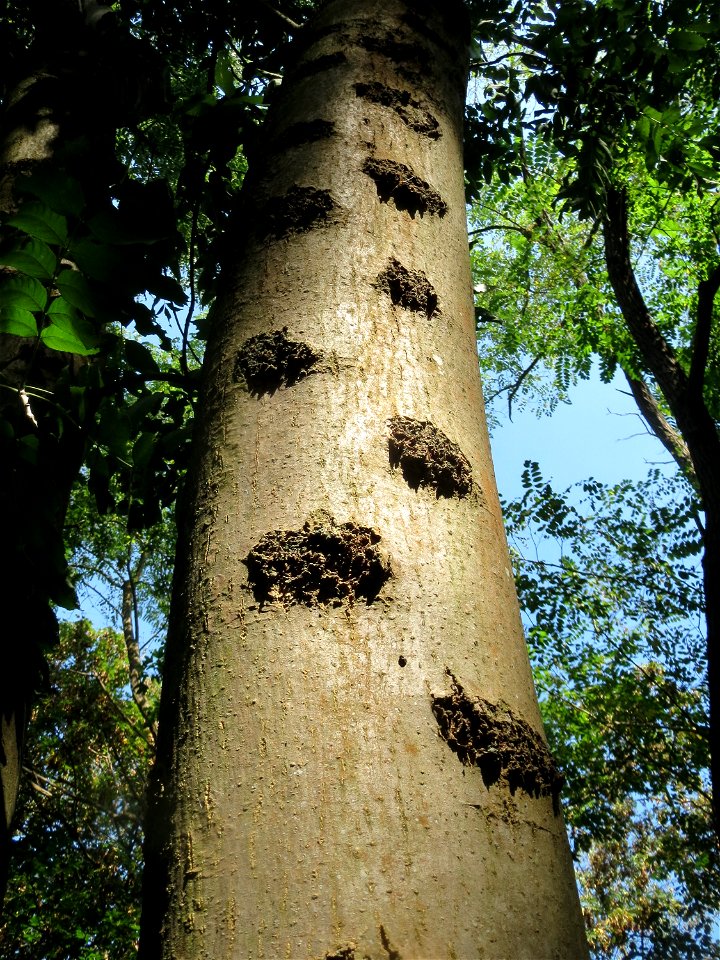 Rinde einer Esche (Fraxinus excelsior) im Schwetzinger Hardt