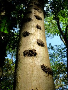 Rinde einer Esche (Fraxinus excelsior) im Schwetzinger Hardt