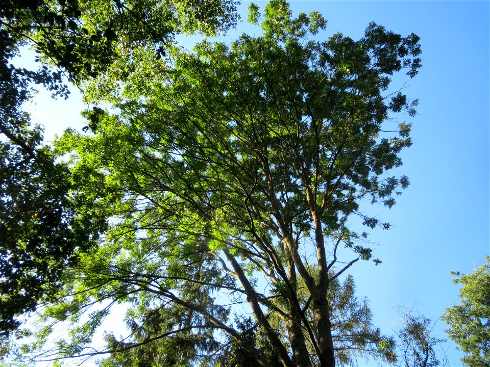 Esche (Fraxinus excelsior) im Deutsch-Französischen Garten in Saarbrücken