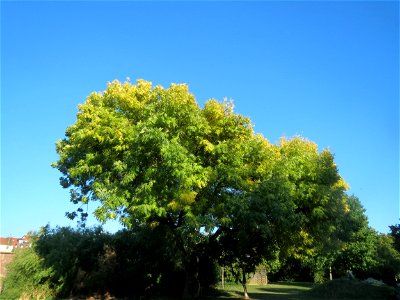 Zier-Esche (Fraxinus excelsior 'Aurea') an der Saar vor dem Staatstheater Saarbrücken