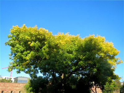 Zier-Esche (Fraxinus excelsior 'Aurea') an der Saar vor dem Staatstheater Saarbrücken
