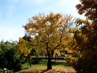Zier-Esche (Fraxinus excelsior 'Aurea') an der Saar vor dem Staatstheater Saarbrücken