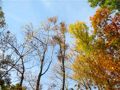 Esche (Fraxinus excelsior) im St. Johanner Stadtwald