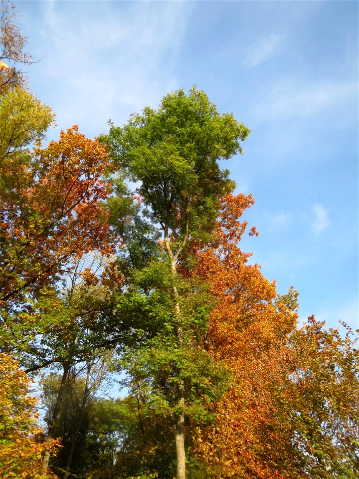 Esche (Fraxinus excelsior) im St. Johanner Stadtwald