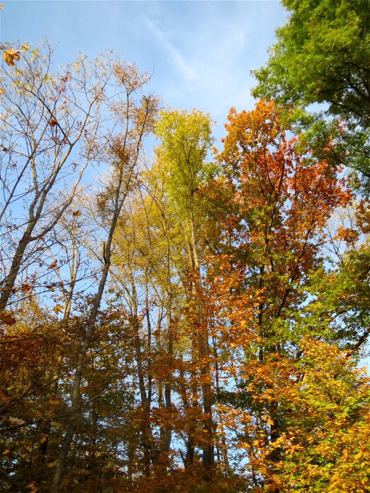 Esche (Fraxinus excelsior) im St. Johanner Stadtwald