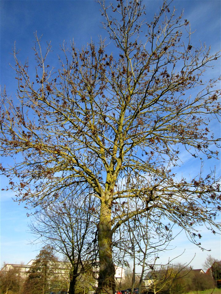 Gemeine Esche (Fraxinus excelsior) am Kraichbach in Hockenheim