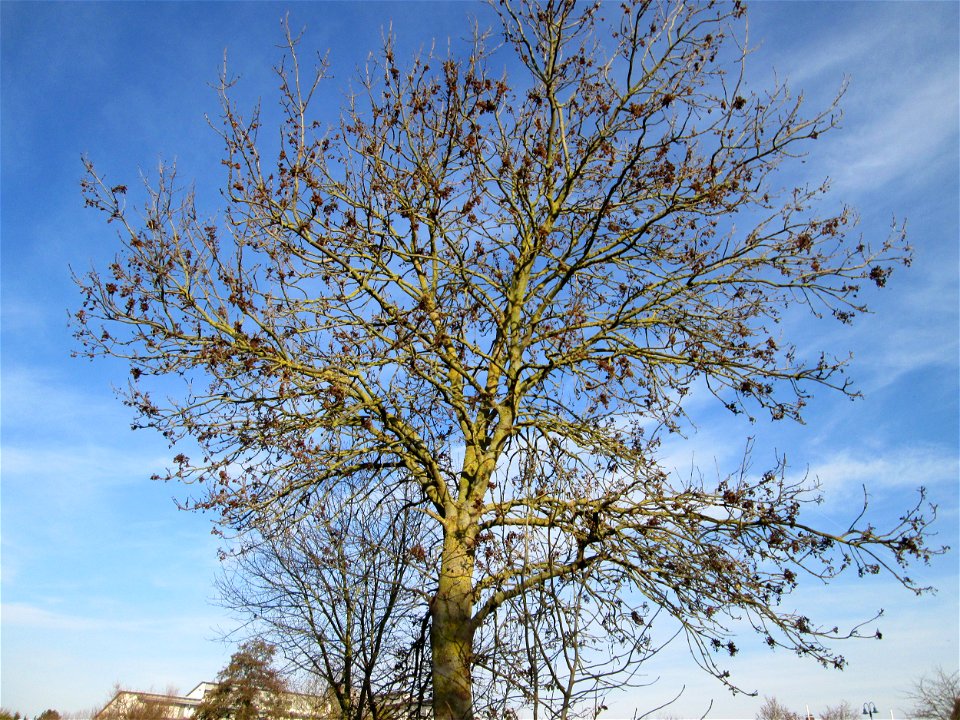Gemeine Esche (Fraxinus excelsior) am Kraichbach in Hockenheim