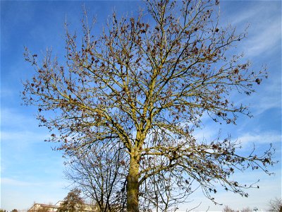 Gemeine Esche (Fraxinus excelsior) am Kraichbach in Hockenheim