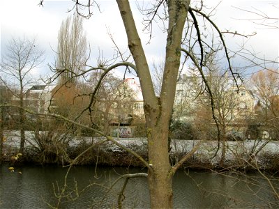 Esche (Fraxinus excelsior) an der Saar in Saarbrücken