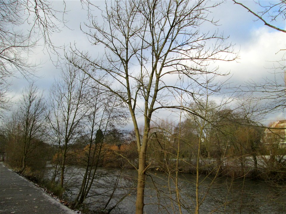 Esche (Fraxinus excelsior) an der Saar in Saarbrücken