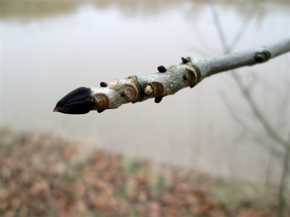 Junge Esche (Fraxinus excelsior) an der Saar in Saarbrücken
