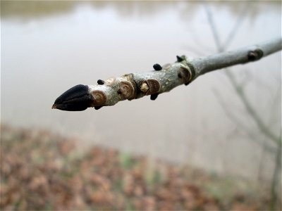 Junge Esche (Fraxinus excelsior) an der Saar in Saarbrücken