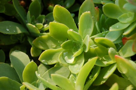 Succulent plant dew sedum palmeri