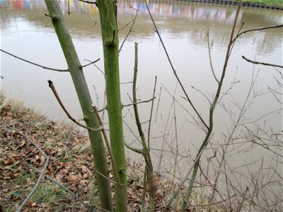 Junge Esche (Fraxinus excelsior) an der Saar in Saarbrücken