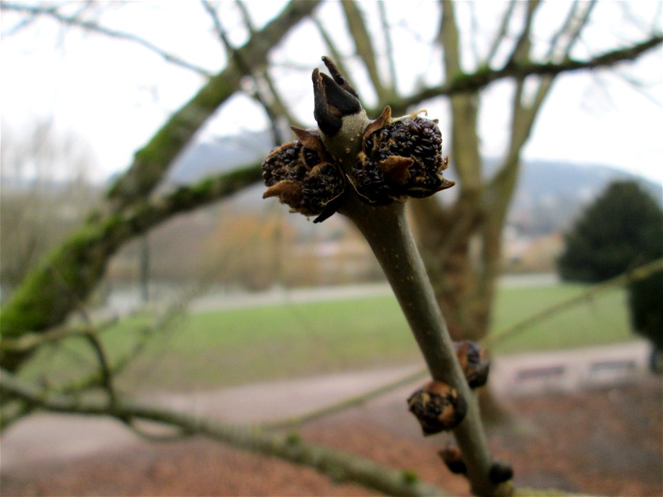 Junge Esche (Fraxinus excelsior) an der Stadenmauer in Saarbrücken