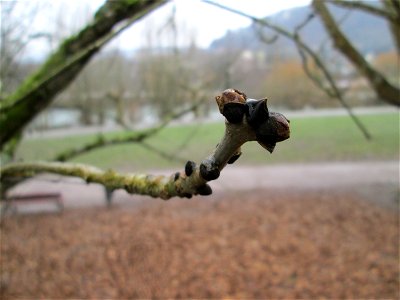 Junge Esche (Fraxinus excelsior) an der Stadenmauer in Saarbrücken