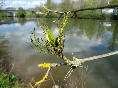 Blühende Esche (Fraxinus excelsior) an der Saar in Güdingen-Unner