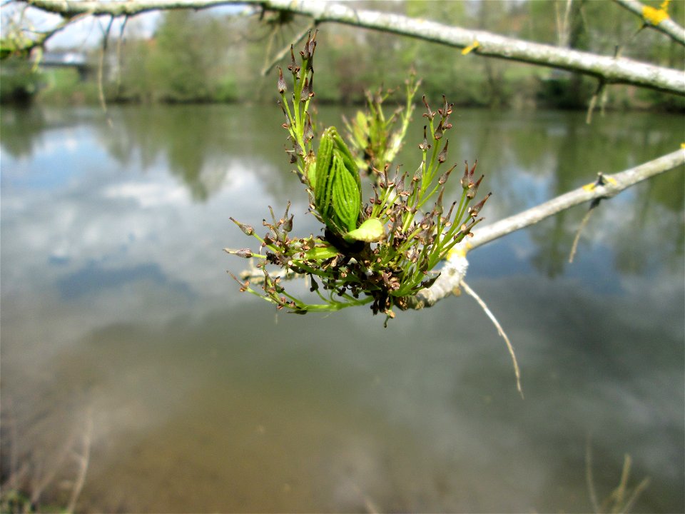Blühende Esche (Fraxinus excelsior) an der Saar in Güdingen-Unner