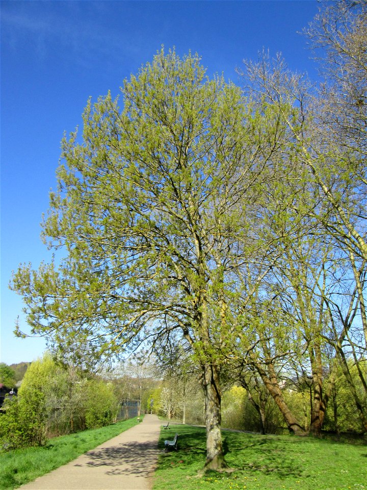 Blühende Esche (Fraxinus excelsior) an der Saar in Saarbrücken