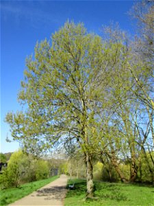 Blühende Esche (Fraxinus excelsior) an der Saar in Saarbrücken