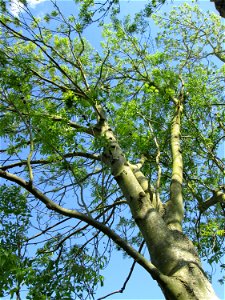 Esche (Fraxinus excelsior) im Naturschutzgebiet „Bachwiesen/Leopoldswiesen“ im Hockenheimer Rheinbogen