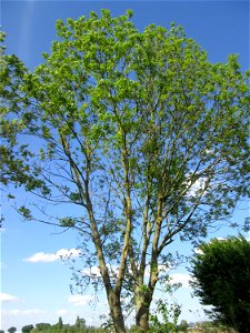 Esche (Fraxinus excelsior) im Naturschutzgebiet „Bachwiesen/Leopoldswiesen“ im Hockenheimer Rheinbogen