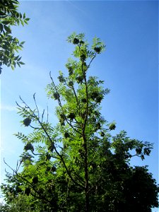 Gemeine Esche (Fraxinus excelsior) in Hockenheim