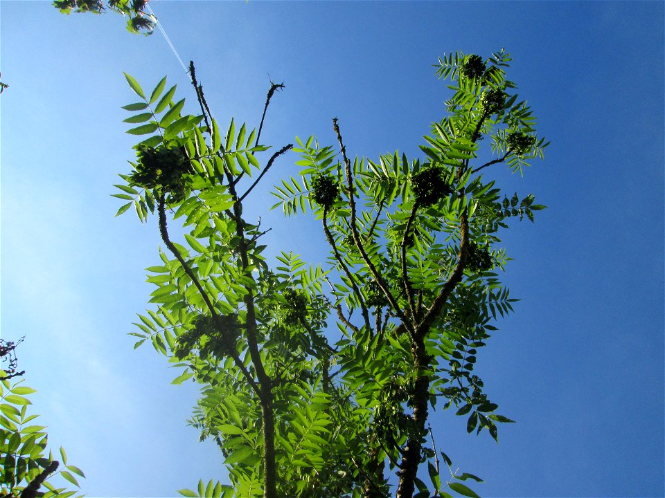 Gemeine Esche (Fraxinus excelsior) in Hockenheim