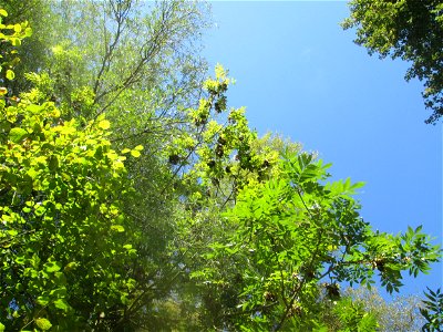 Esche (Fraxinus excelsior) im Landschaftsschutzgebiet „Tabakmühlental - Oberster Weiher“ in Sankt Arnual