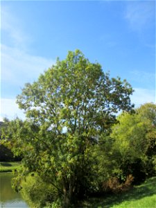 Esche (Fraxinus excelsior) an der Saar in Saarbrücken