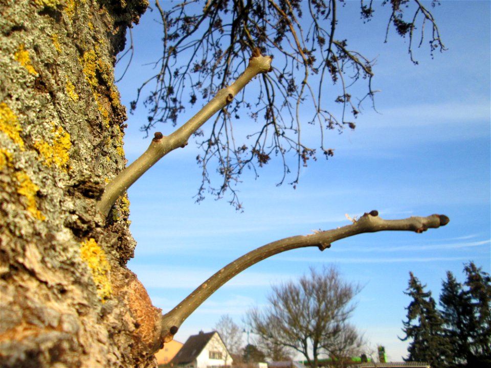 Winterknospen einer Esche (Fraxinus excelsior) am Kraichbach in Hockenheim
