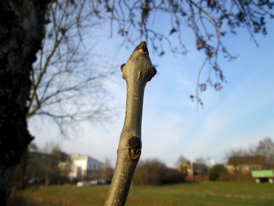Winterknospen einer Esche (Fraxinus excelsior) am Kraichbach in Hockenheim