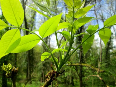 Blätter der Esche (Fraxinus excelsior) im Landschaftsschutzgebiet „Drahtzugweiher und das Habsterwiesental“ in Alt-Saarbrücken