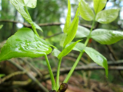 Blätter der Esche (Fraxinus excelsior) im Landschaftsschutzgebiet „Drahtzugweiher und das Habsterwiesental“ in Alt-Saarbrücken