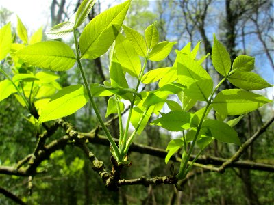 Blätter der Esche (Fraxinus excelsior) im Landschaftsschutzgebiet „Drahtzugweiher und das Habsterwiesental“ in Alt-Saarbrücken