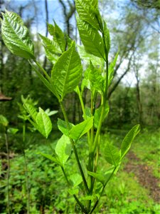 Jungpflanze einer Esche (Fraxinus excelsior) im Landschaftsschutzgebiet „Drahtzugweiher und das Habsterwiesental“ in Alt-Saarbrücken