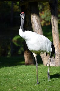 Pen nature wings photo