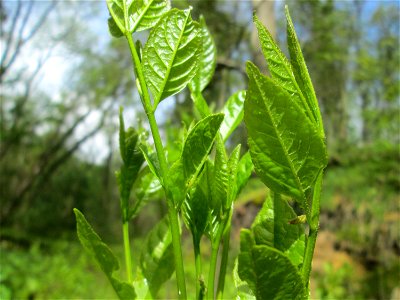 Jungpflanze einer Esche (Fraxinus excelsior) im Landschaftsschutzgebiet „Drahtzugweiher und das Habsterwiesental“ in Alt-Saarbrücken