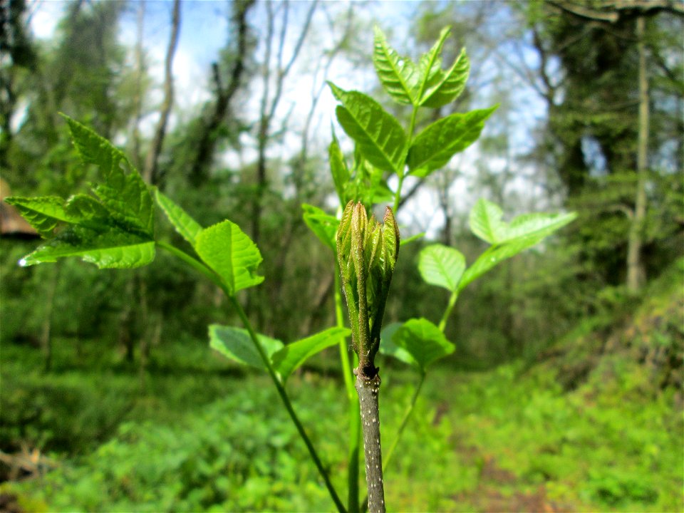 Jungpflanze einer Esche (Fraxinus excelsior) im Landschaftsschutzgebiet „Drahtzugweiher und das Habsterwiesental“ in Alt-Saarbrücken