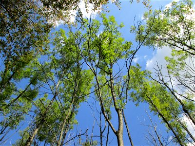 Eschen (Fraxinus excelsior) im Überwald bei Eschringen