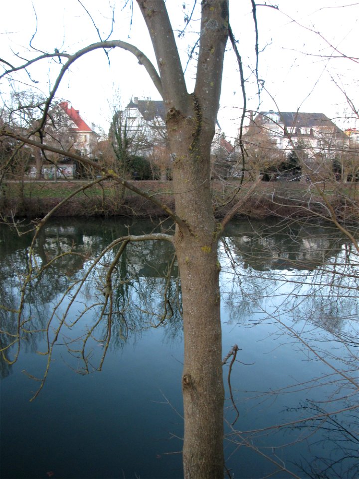 Esche (Fraxinus excelsior) an der Saar in Saarbrücken