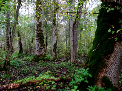 European Ash forest, Altnurga, Alam-Pedja Nature Reserve, Estonia