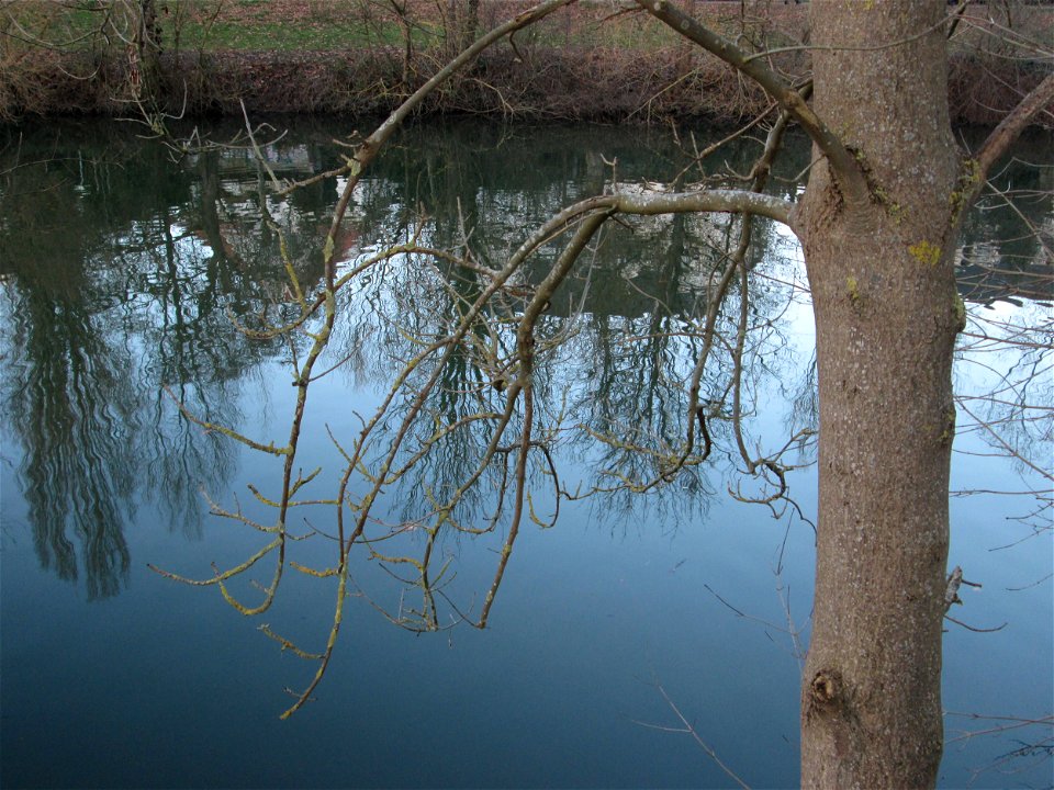 Esche (Fraxinus excelsior) an der Saar in Saarbrücken