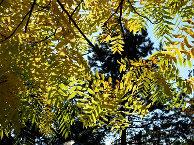 Yellow tree (probably Fraxinus excelsior) in the park of the watermill of Chelles (Seine-et-Marne, France).