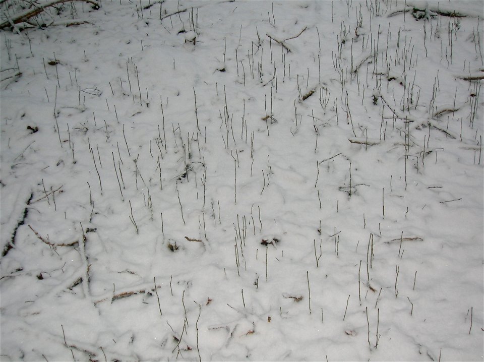 Ash mast in the snow at Eglinton Country Park. Irvine, North Ayrshire, Scotland