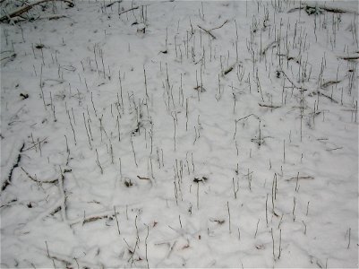 Ash mast in the snow at Eglinton Country Park. Irvine, North Ayrshire, Scotland photo