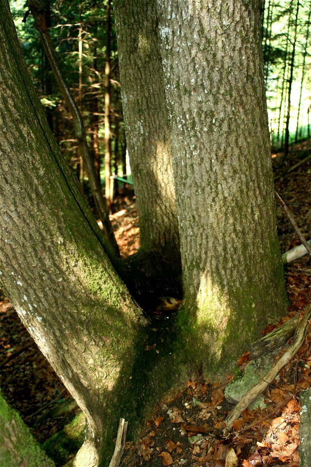 Dendrotelm in Fraxinus excelsior, near Hollenstein an der Ybbs, Lower Austria