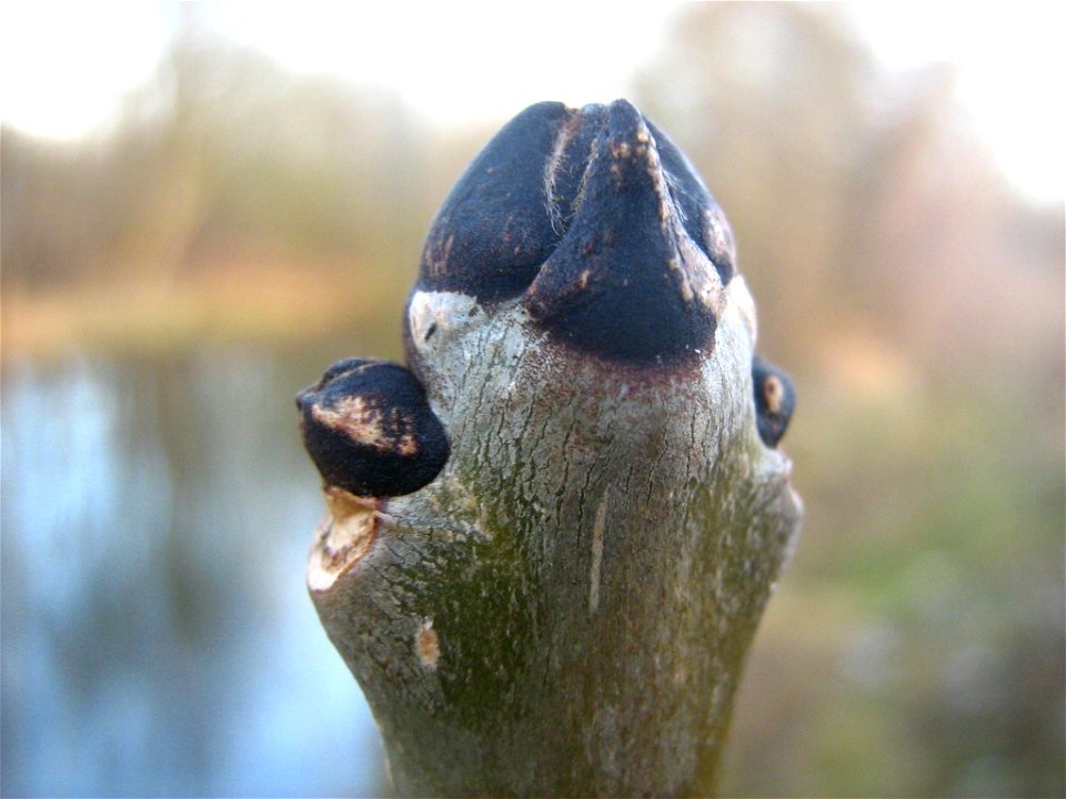 Knospen der Gemeinen Esche - Fraxinus excelsior, fotographiert an der Havel in Oranienburg (Brandenburg).