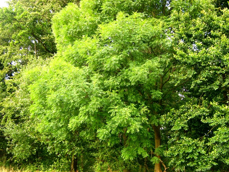 Eine Gemeine Esche (Fraxinus excelsior) am Waldrand (Trauf) bei Völkshagen im Landkreis Nordvorpommern, Mecklenburg-Vorpommern.