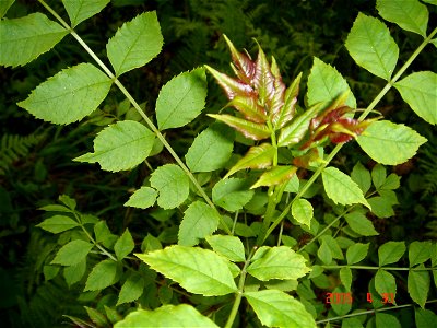Fraxinus excelsior